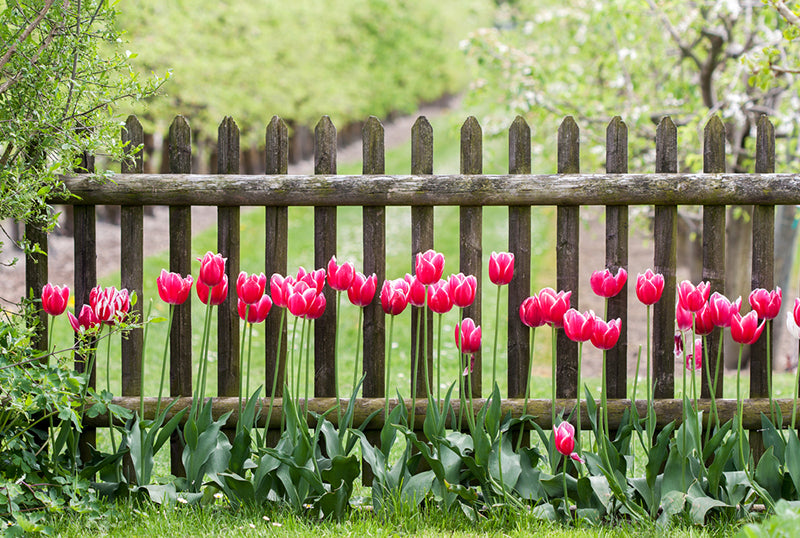 Entlang eines rustikalen, verwittertem Holzstaun wachsen viele pinkfarbene Tulpen.