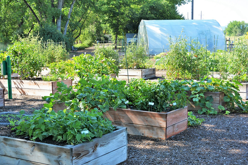 Mehrere bepflanzte Hochbeete stehen auf einem bemulchten Platz. Im Hintergrund sind Foliengewächshäuser zu sehen.
