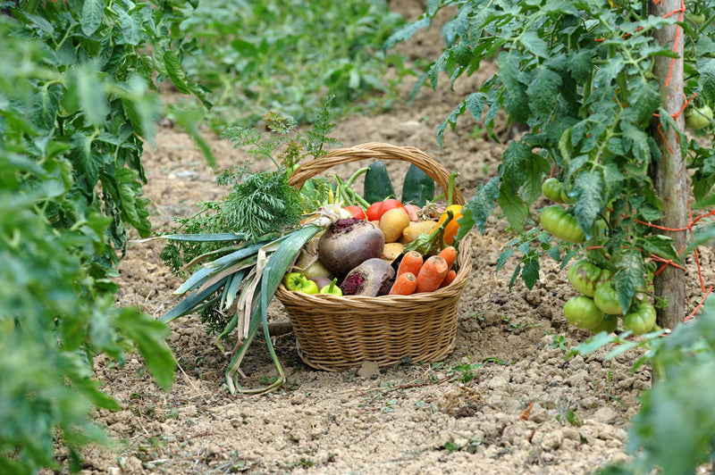 Ein Korb voller frischer, bunter Gemüseernte steht zwischen den Reihen eines Gemüsegartens, umgeben von reifenden Tomatenpflanzen.