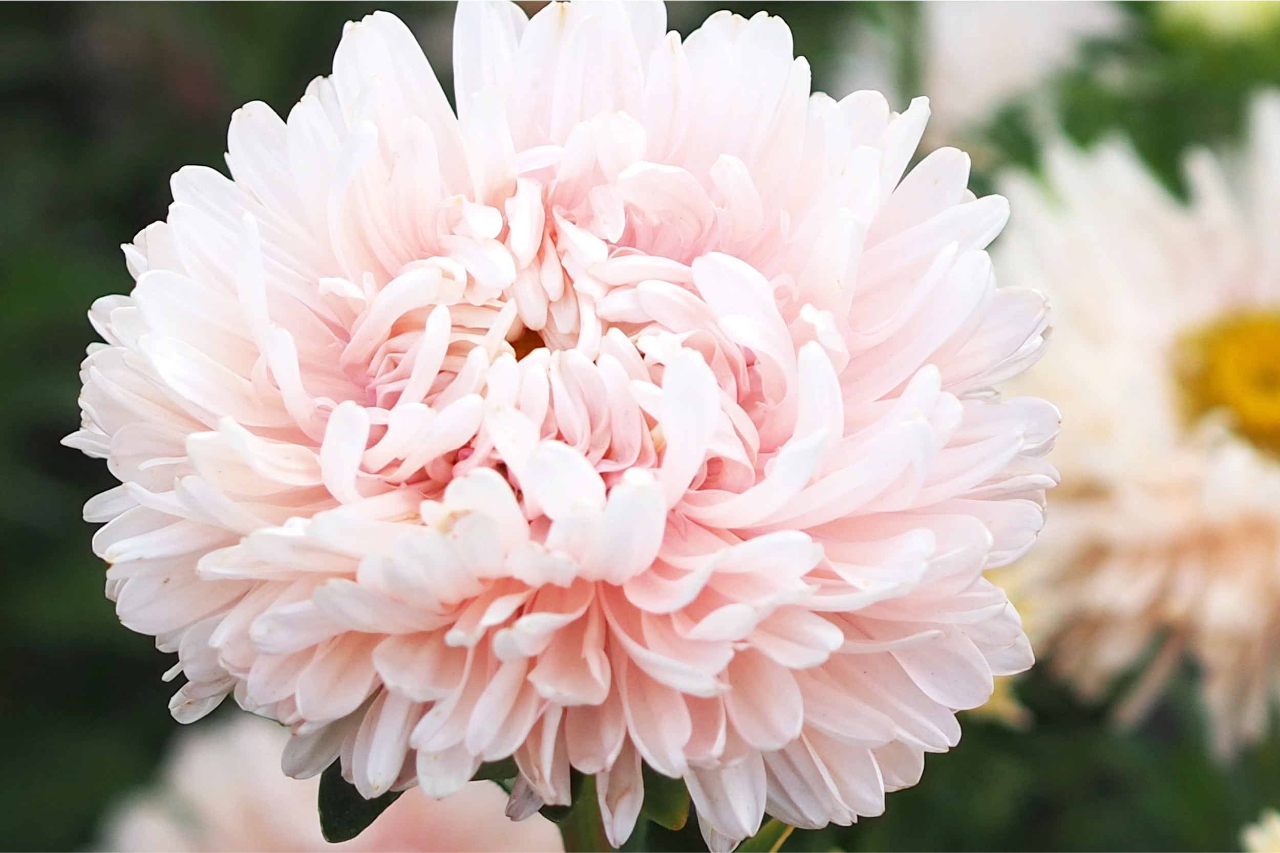 Sommeraster Callistephus chinensis ‘King Size Apricot’ – zart apricotfarbene Blüte mit fein geschichteten Blütenblättern