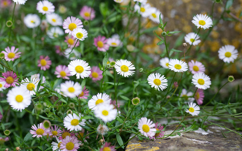 Spanisches Gänseblümchen (Erigeron karvinskianus) mit zahlreichen weiß-rosafarbenen Blüten in sonniger Gartenpflanzung