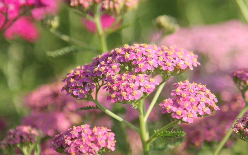 Pastellfarbene Blütenstände der Schafgarbe Achillea millefolium ‘Summer Pastels’ in voller Sommerblüte.