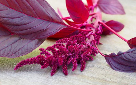 Detailaufnahme eines Amaranth-Triebs mit kräftig purpurfarbenen Blättern und einer leuchtend roten Blütenrispe auf einem Holztisch.