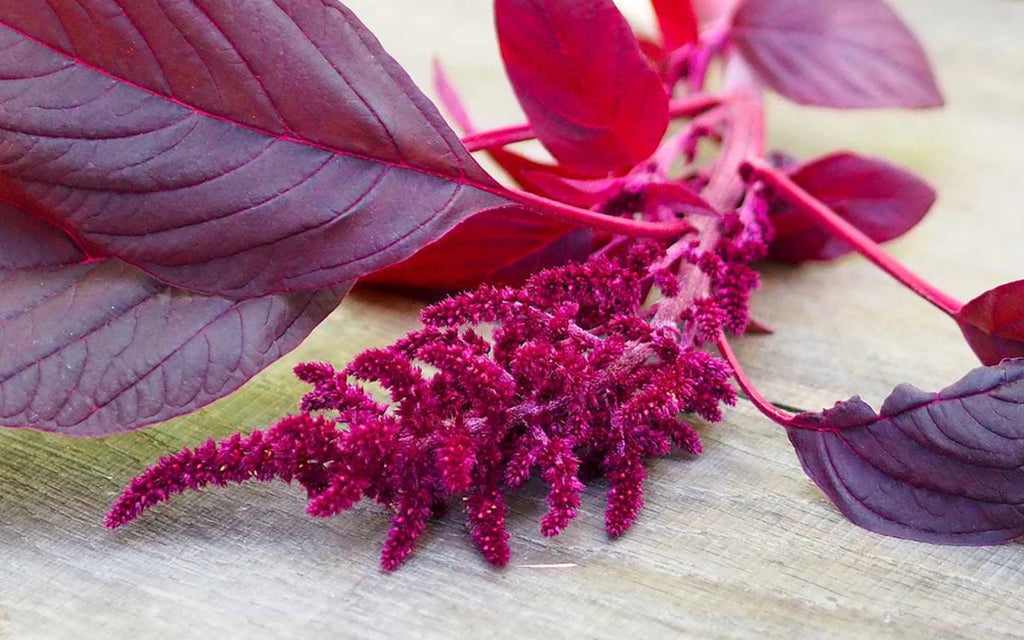 Detailaufnahme eines Amaranth-Triebs mit kräftig purpurfarbenen Blättern und einer leuchtend roten Blütenrispe auf einem Holztisch.