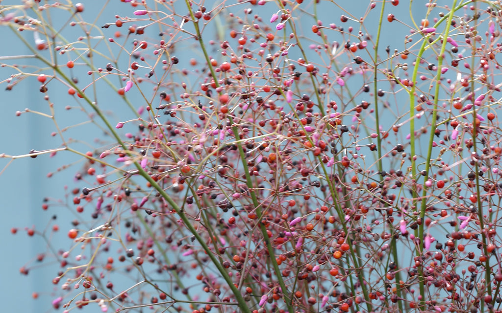 Erd-Ginseng in der Nahaufahme – Talinum paniculatum als exotische Garten- & Küchenpflanze