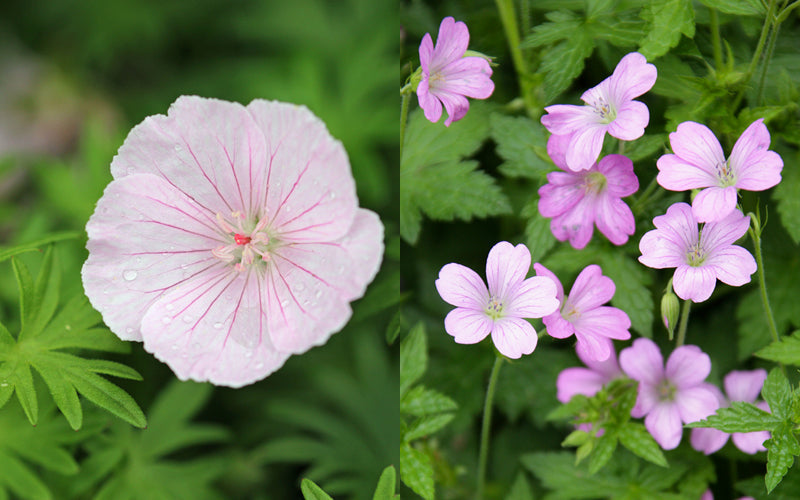 Bildcollage, links der Gestreifter Blut-Storchschnabel (Geranium sanguineum var. striatum) mit rosa Blüte, rechts der Pyrenäen-Storchschnabel (Geranium endressii) mit rosafarbenen Blüten
