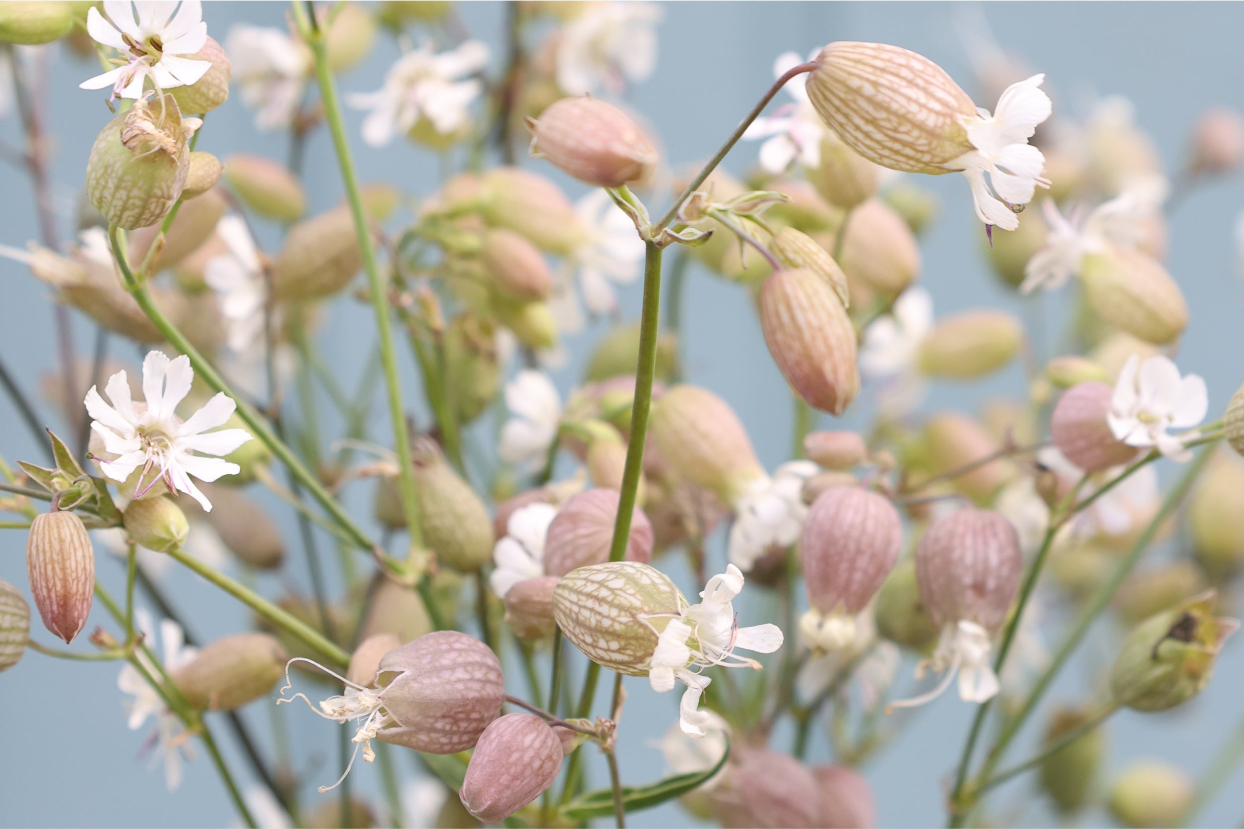 Blühendes Taubenkropf-Leimkraut (Silene vulgaris) mit ballonartigen Kelchen und weißen Blüten – heimische Wildblume und charmante Schnittblume aus dem Gartenzauber-Saatgut.