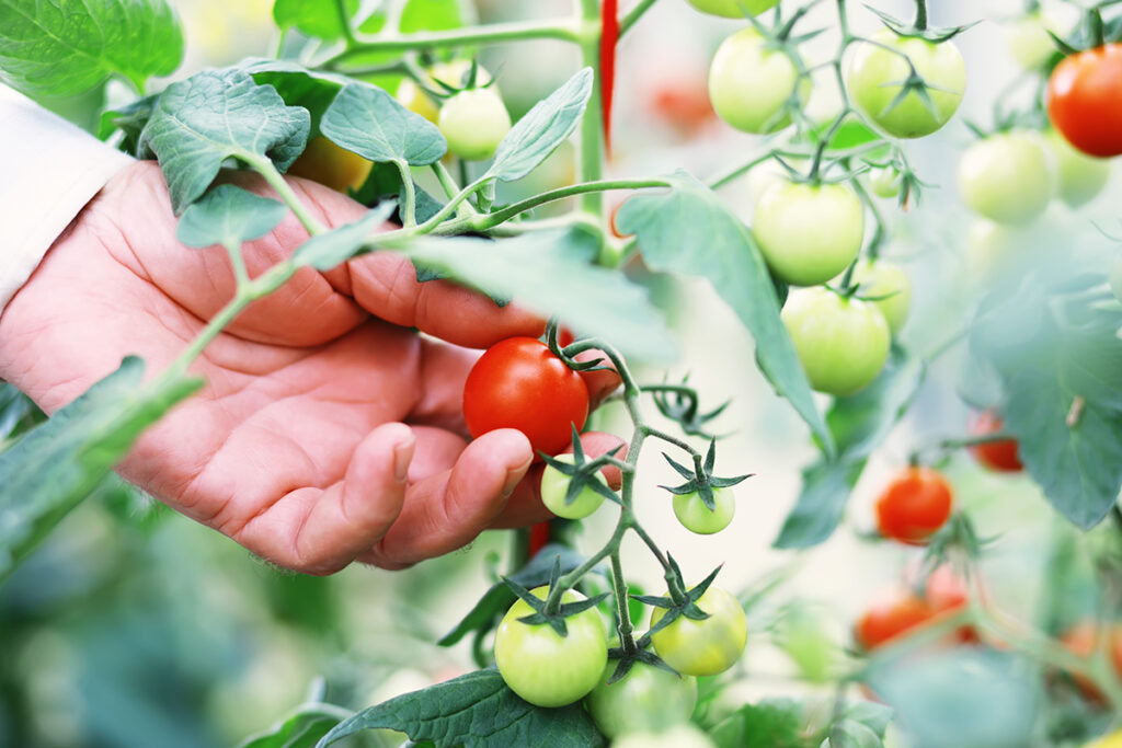 Eine rote kleine Strauchtomate wird von einer Tomatenpflanze per Hand geerntet.