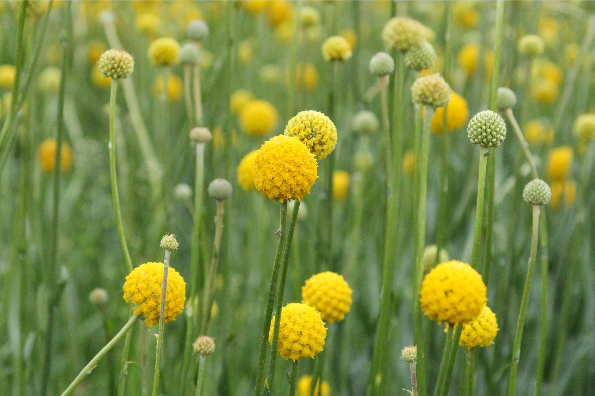 Leuchtend gelbe Blütenkugeln des Trommelstöckchens (Craspedia globosa) auf langen Stielen im Sommergarten – sonnige Schnittblume mit klarer Form.