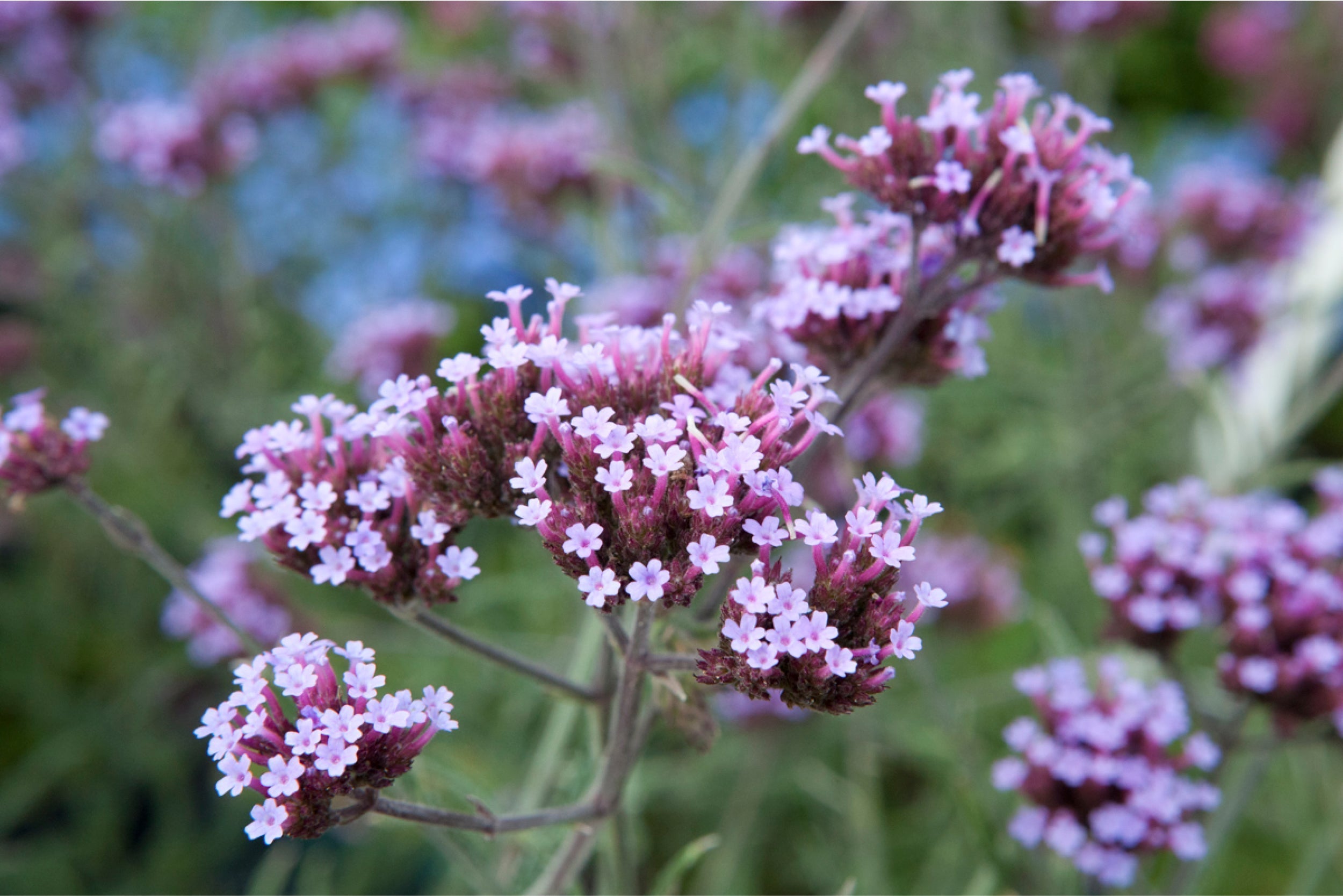 Zarte violette Blüten des Patagonischen Eisenkrauts (Verbena bonariensis) – luftige Staude mit filigranen Doldenblüten für sonnige Beete und insektenfreundliche Gärten.