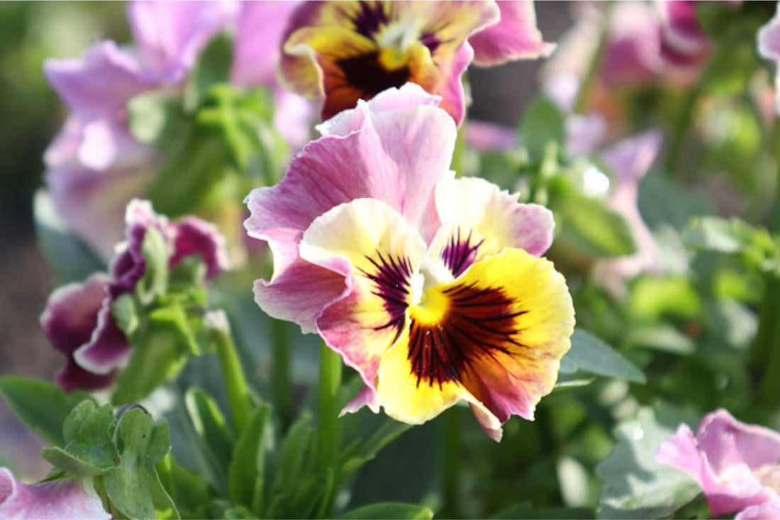 Nahaufnahme eines Stiefmütterchens Frizzle Sizzle Lemonberry mit rosa-gelben, gewellten Blütenblättern im Sonnenlicht.