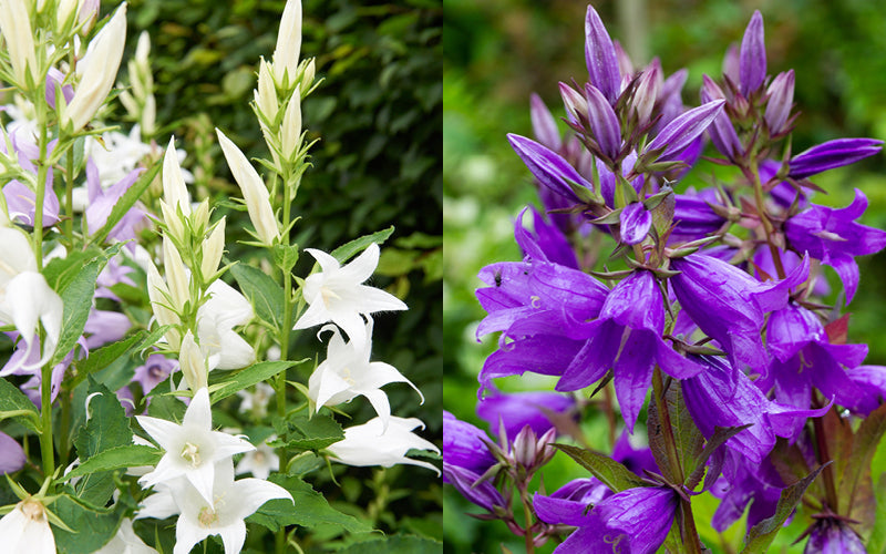 Wald-Glockenblume (Campanula latifolia var. macrantha) mit weißen und violettblauen glockenförmigen Blüten im halbschattigen Garten