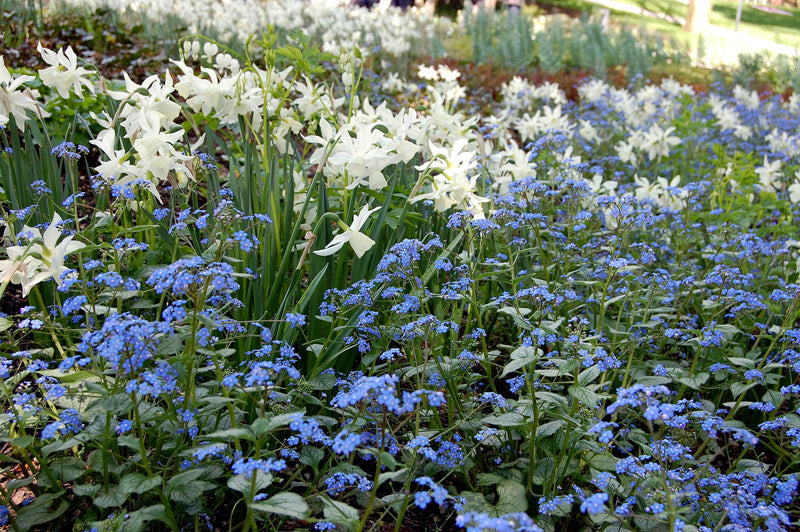 Blütenkombis in Weiß-Blau