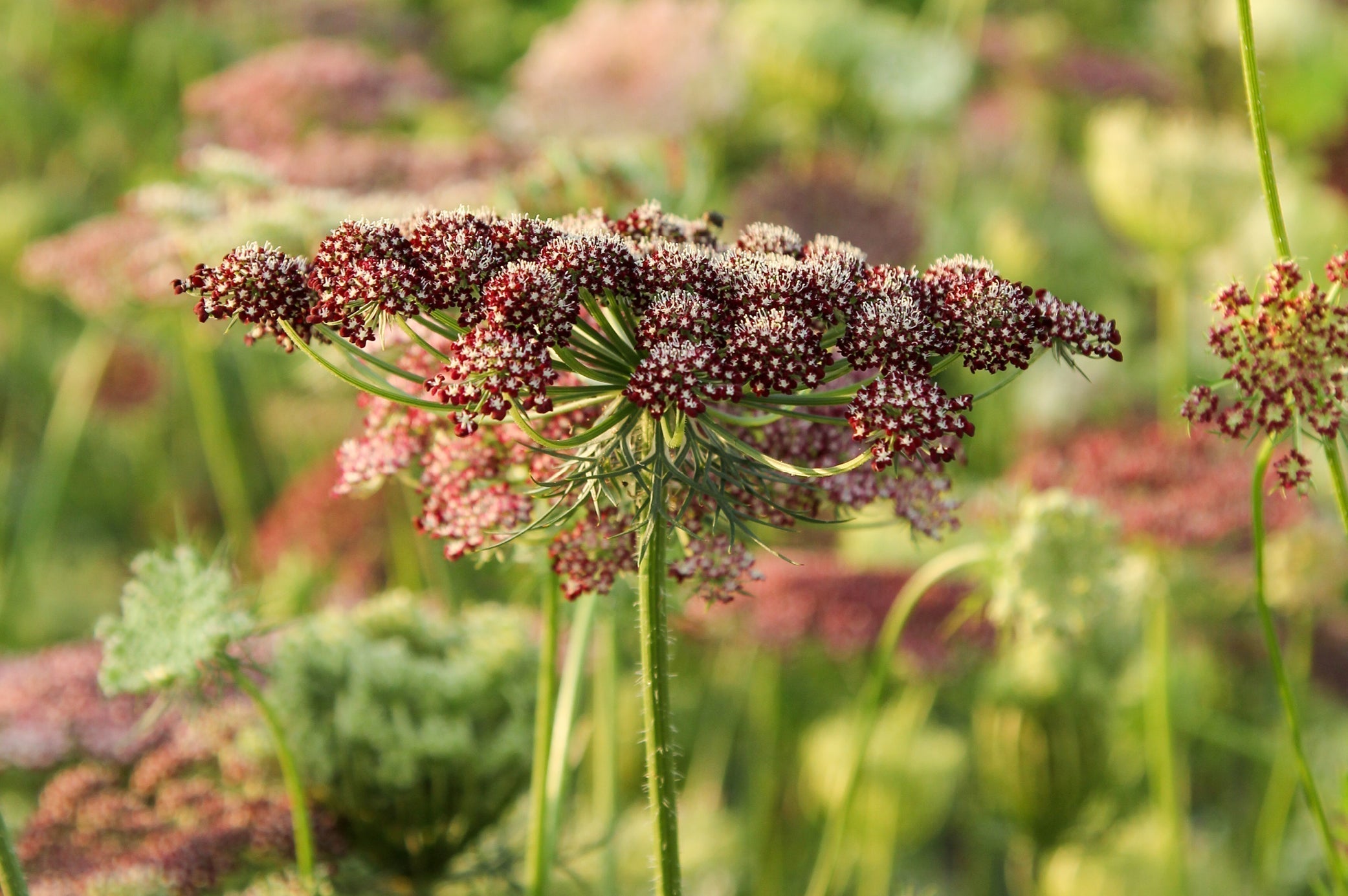 Wilde Möhre Daucus carota 'Dara' mit dunkelrot gefärbten, filigranen Blütendolden im Sommergarten, umgeben von weichem Grün im Hintergrund.