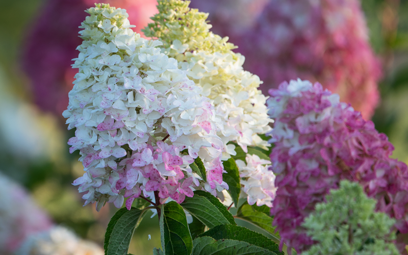 Gartentipps für den Ziergarten im April