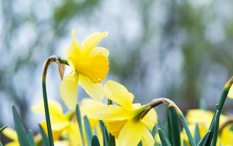 Gartentipps für den Ziergarten im März