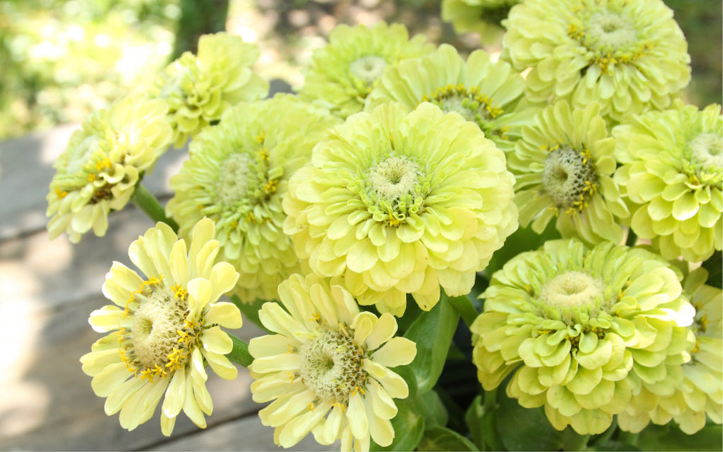 Hellgrüne, dicht gefüllte Blüten der Zinnie 'Benary's Giant Lime' in Nahaufnahme – ideal als sommerlicher Blickfang im Beet oder als haltbare Schnittblume.