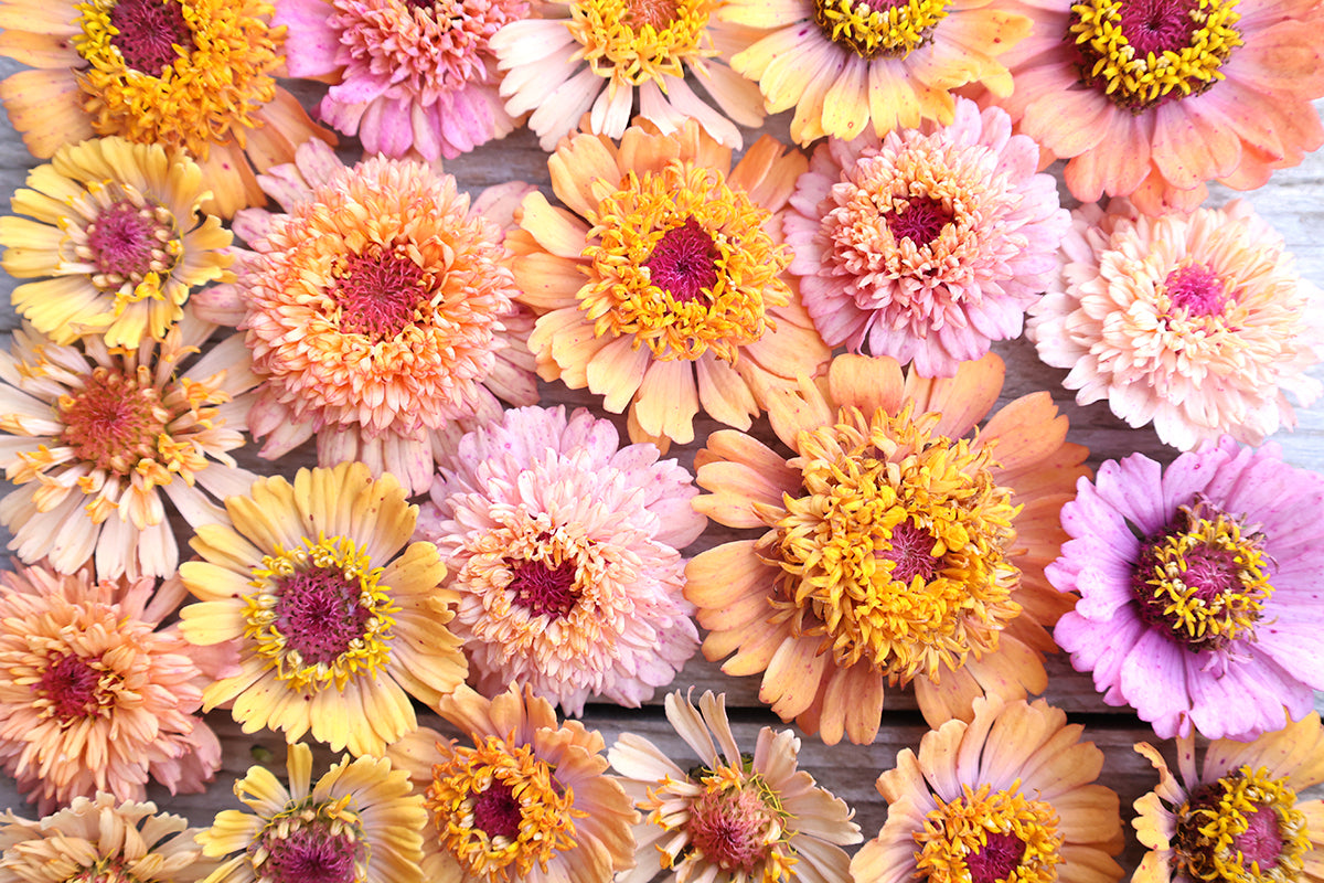 Nahaufnahme verschiedener Zinnienblüten in zarten Pfirsich-, Rosa- und Gelbtönen, locker auf einer hellen Holzfläche arrangiert.
