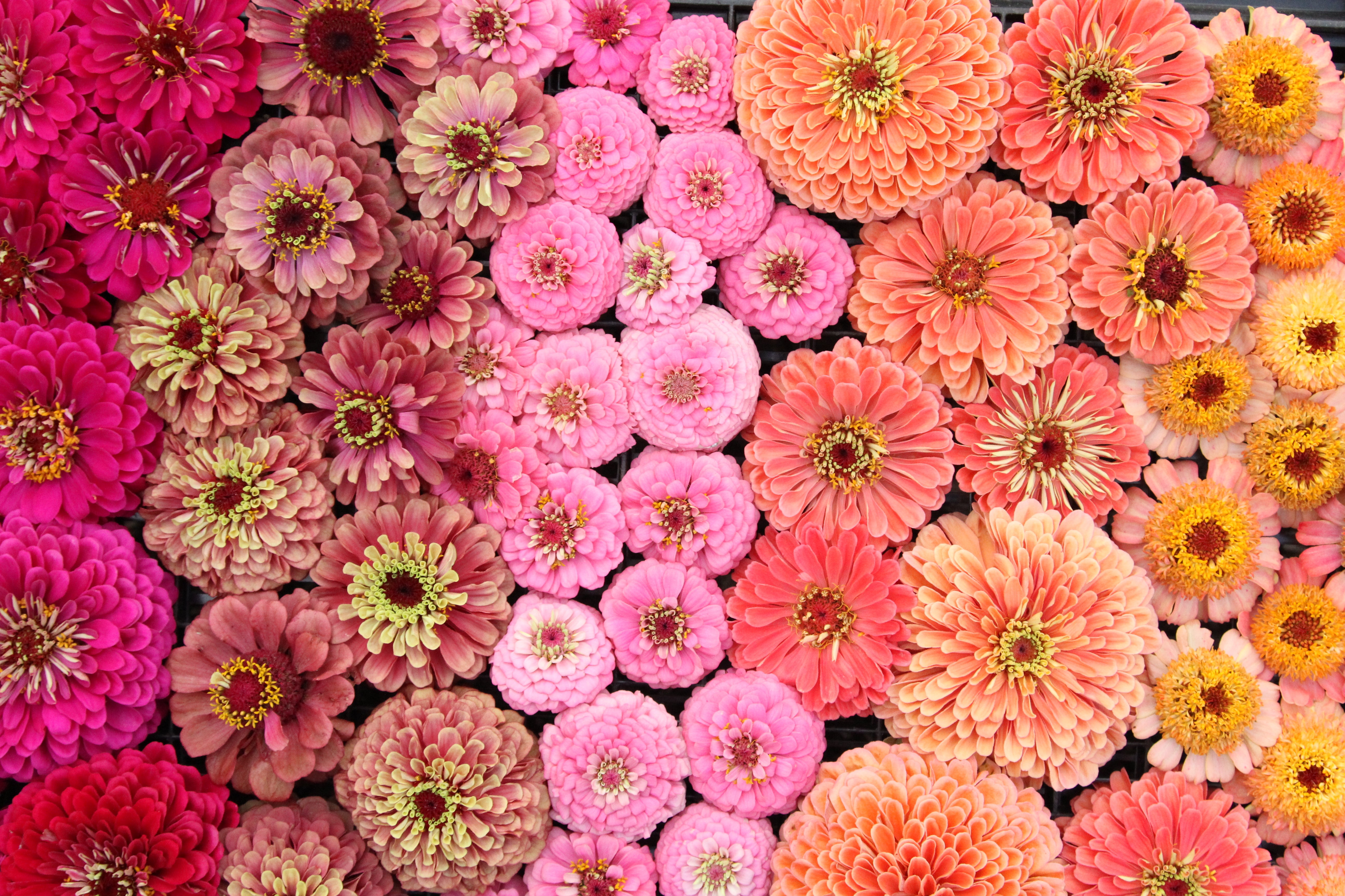 Flatlay aus Zinnien in verschiedenen Farben sortiert wie ein Regenbogen.