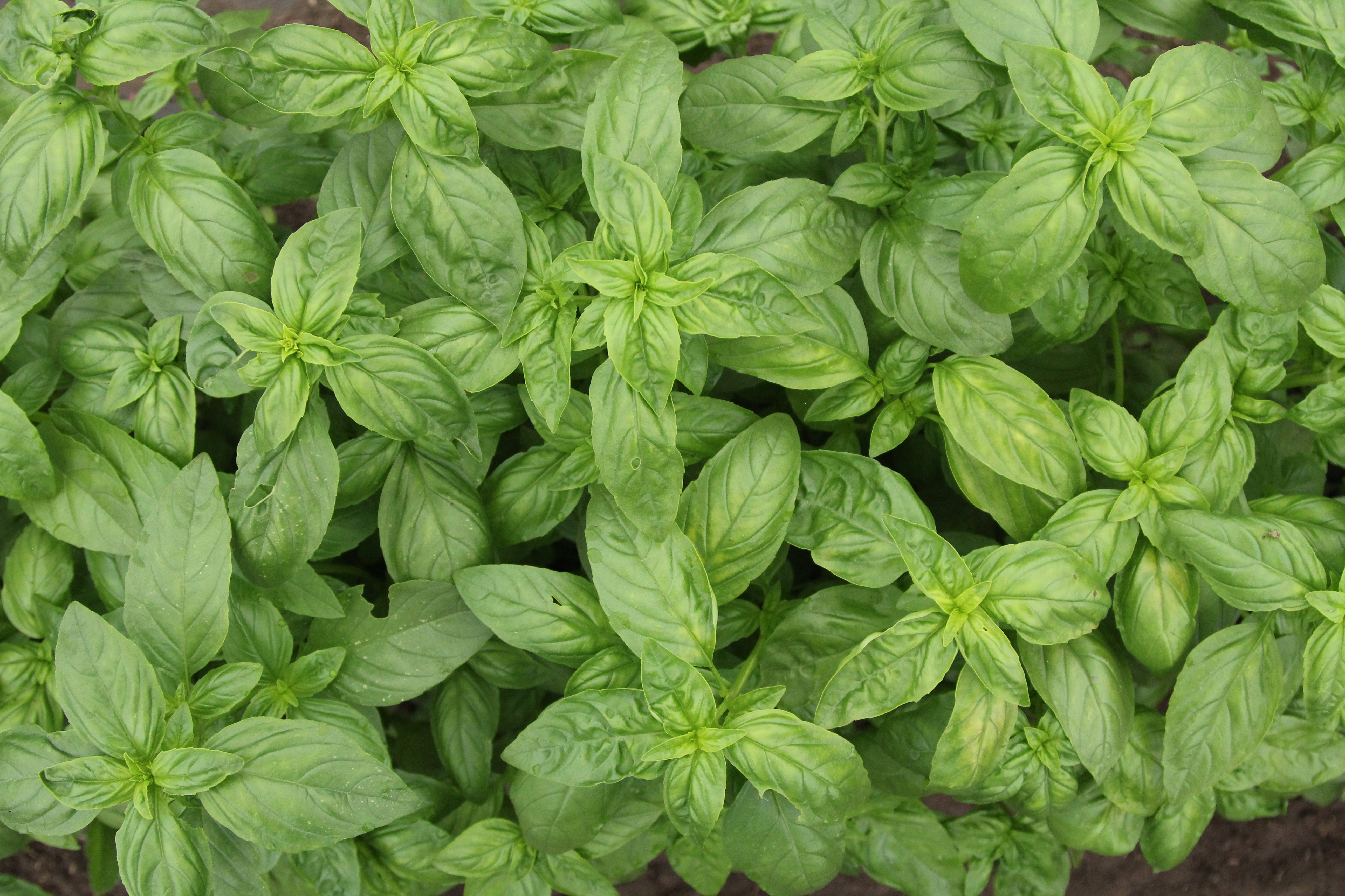 Kräutersamen von Gartenzauber – aromatische Vielfalt für Garten & Balkon