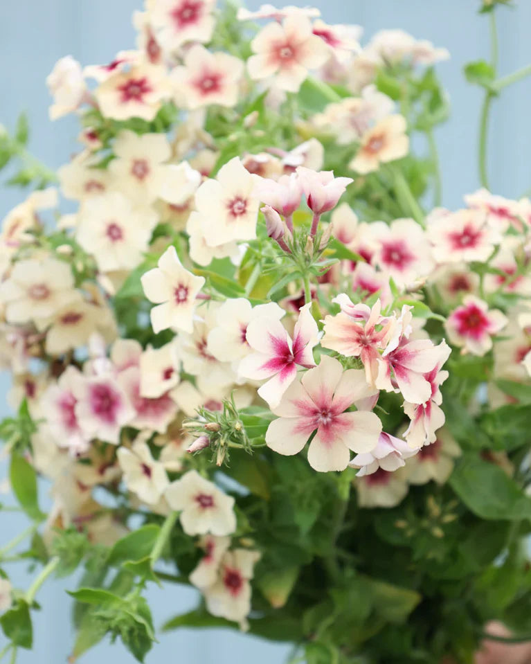 Blüten vom Sommerphlox 'Cherry Caramel' Phlox drummondii