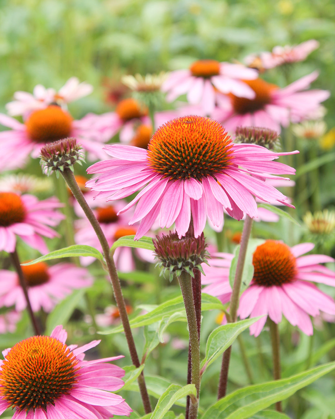 Blüten vom Purpur-Sonnenhut Echinacea purpurea im Gartenbeet.