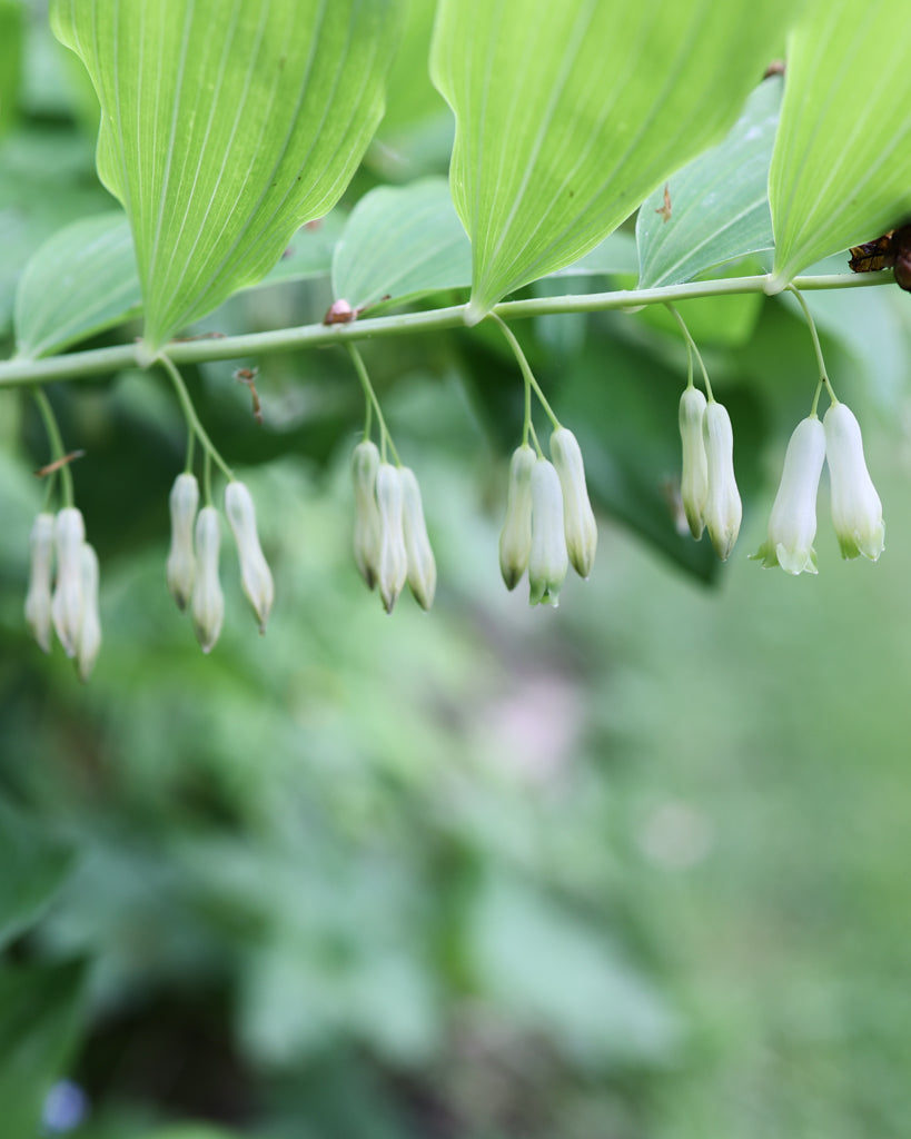 Blüten des Salomonssiegel Polygonatum multiflorum