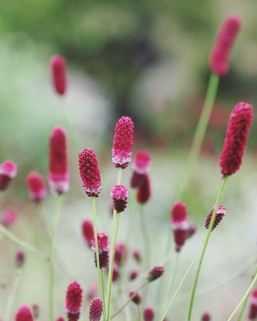 Blüten vom Großer Wiesenknopf Sanguisorba officinalis 