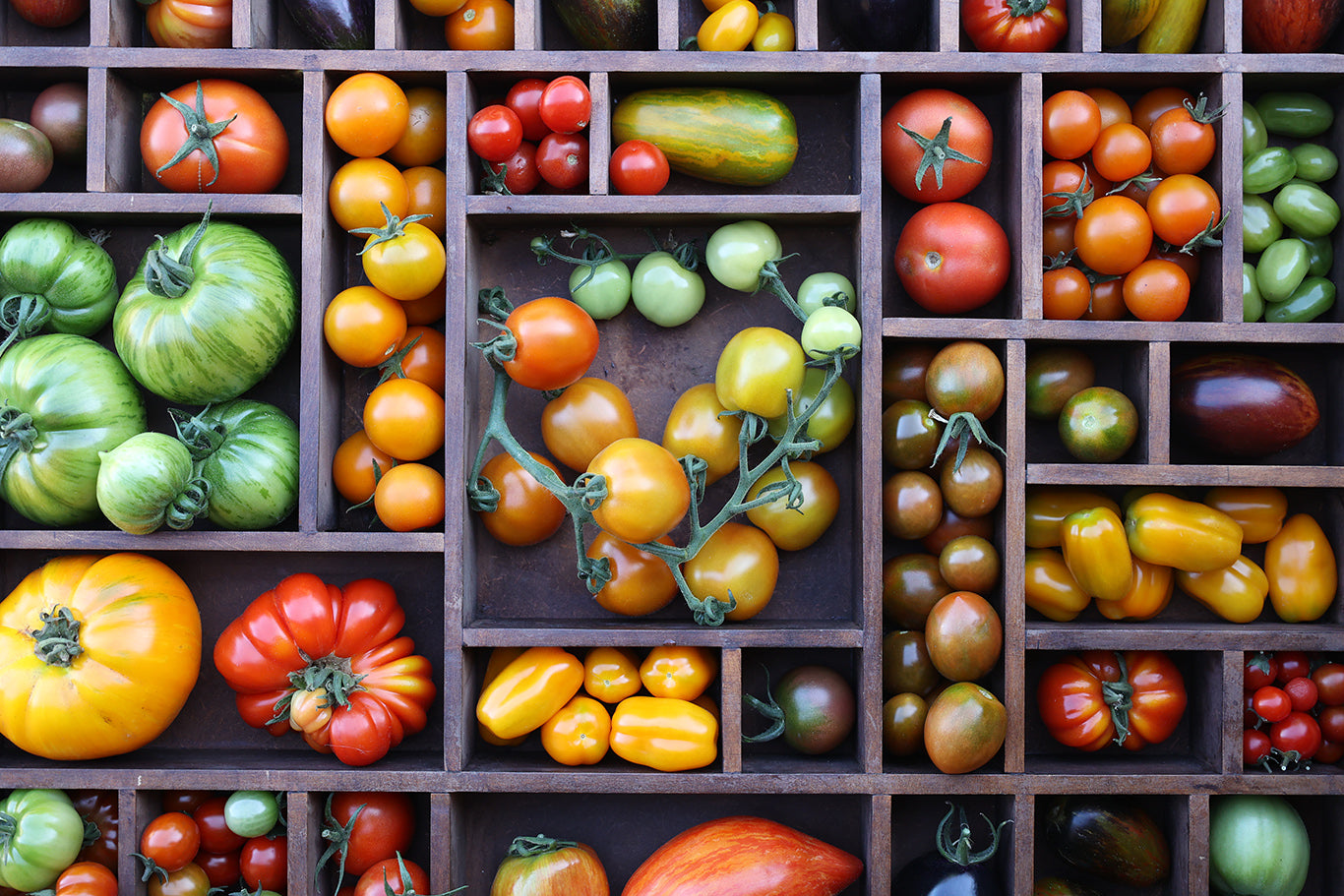 Verschiene Tomaten in Farbe und Form in einem Setzkasten.