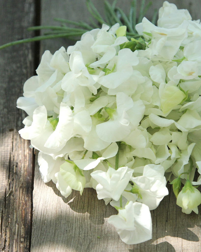 Bluehende Pflanze Duftwicke - Lathyrus odoratus 'Royal Wedding'  aus der Gartenzauber-Saatgutserie