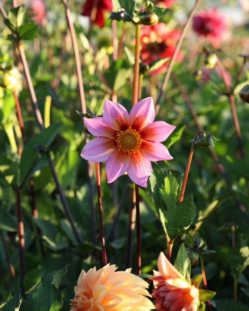 Nahaufnahme einer Dahlienblüte auf dem Blumenfeld in der Morgensonne.