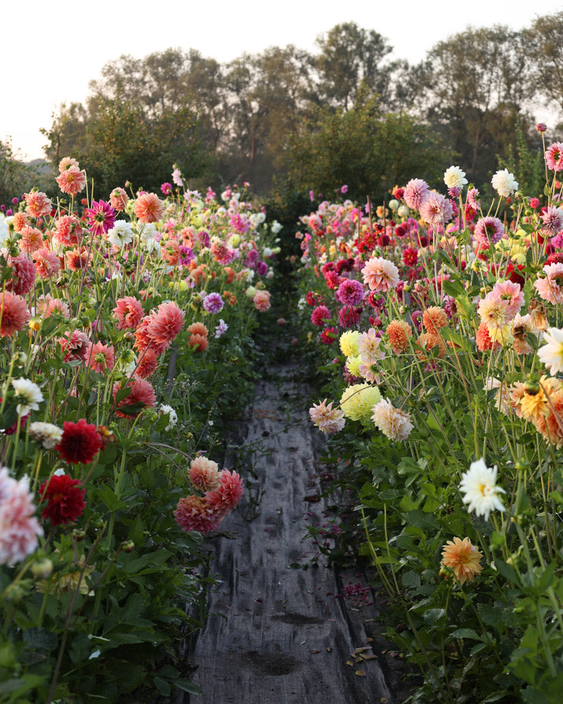 Zwei Dahlienreihen auf dem Blumenfeld in der Morgensonne.
