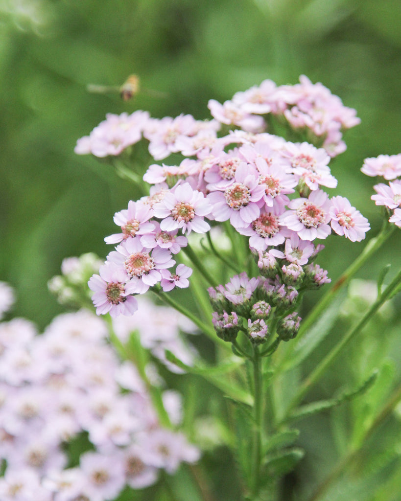 Mehrere Blüten der Sibirischen Silbergarbe (Achillea sibirica ‘Love Parade’) in bonbonrosa blühend im Gartenbeet.