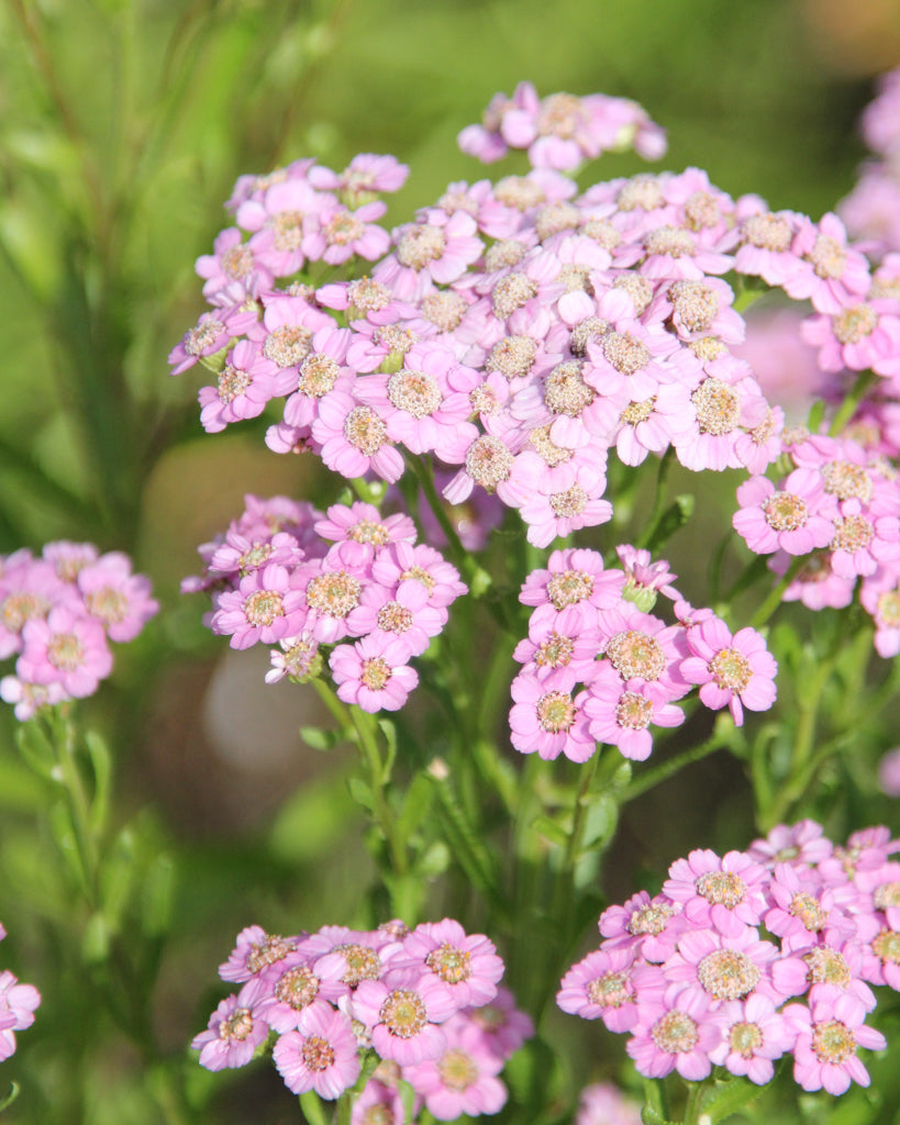 Mehrere Blüten der Sibirischen Silbergarbe (Achillea sibirica ‘Love Parade’) in bonbonrosa blühend im Gartenbeet.