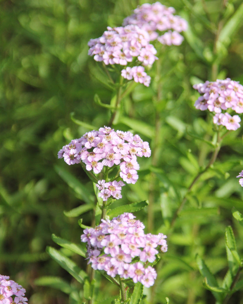 Mehrere Blüten der Sibirischen Silbergarbe (Achillea sibirica ‘Love Parade’) in bonbonrosa blühend im Gartenbeet.