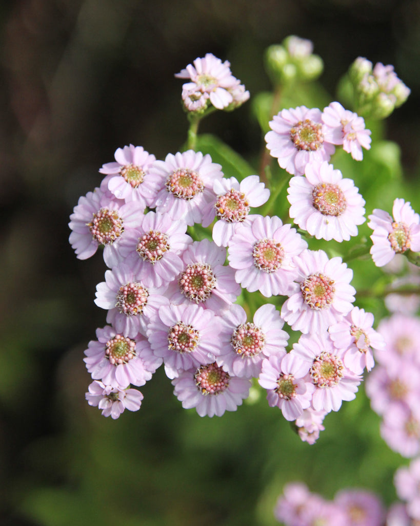Nahaufnahme der Blüten der Sibirischen Silbergarbe (Achillea sibirica ‘Love Parade’) in bonbonrosa.