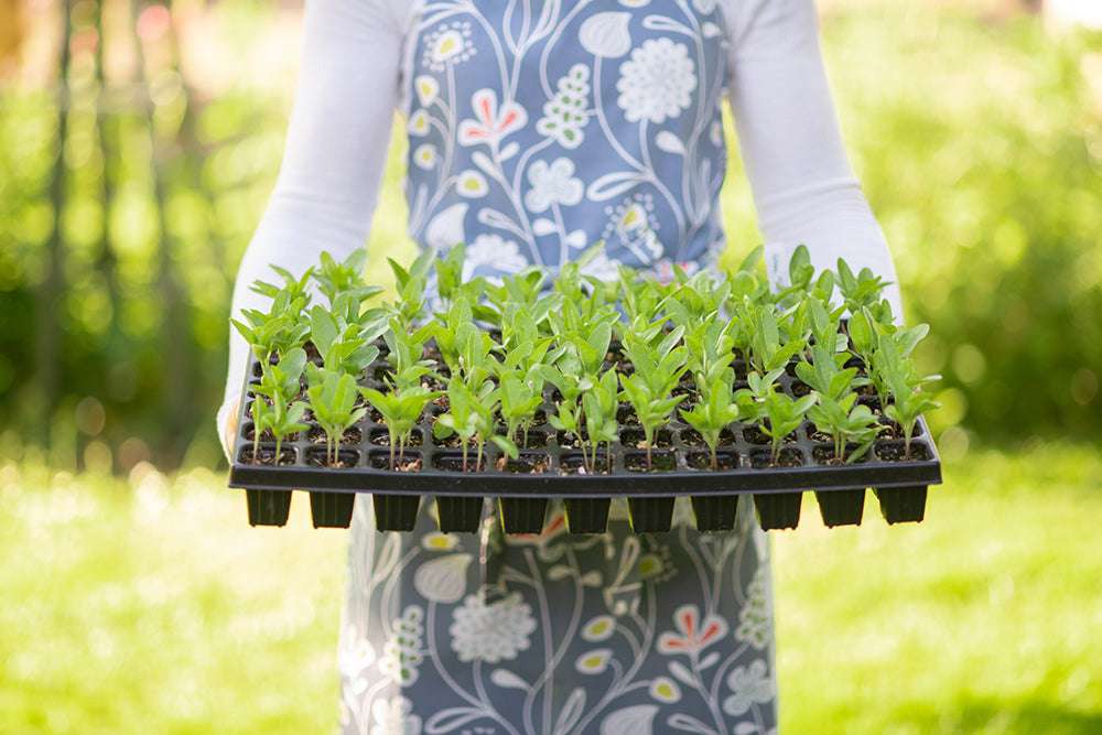 Gärtnerin, die ein Tablett mit grünen Setzlingen in schwarzen Behältern in der Hand hält, steht im Freien und trägt an einem sonnigen Tag eine mit Blumen gemusterte Schürze.