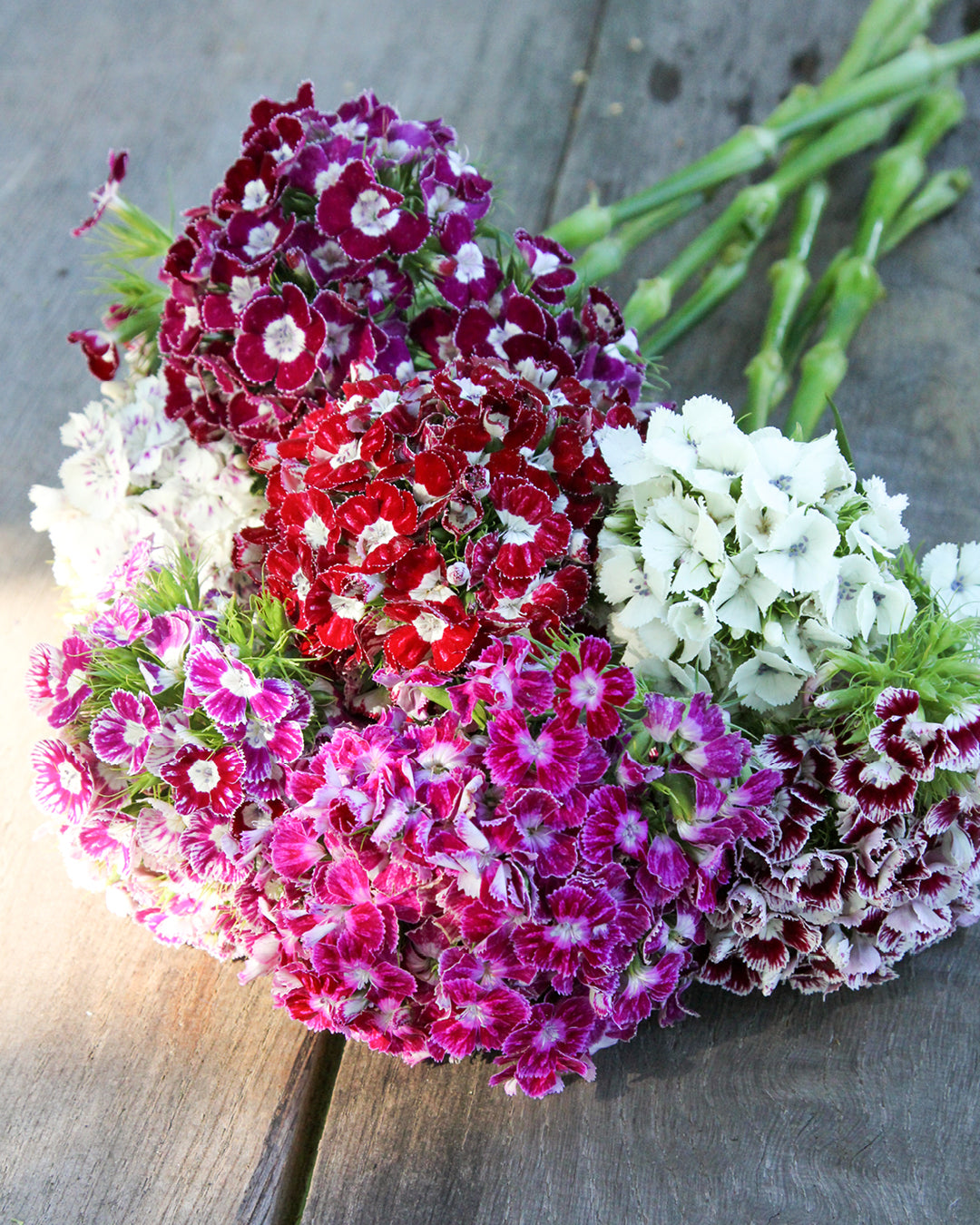 Bluehende Pflanze Bartnelke - Dianthus barbatus `Hollandia Mix` aus der Gartenzauber-Saatgutserie