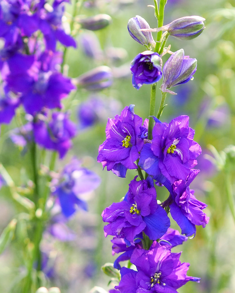 Bluehende Pflanze Feldrittersporn - Delphinium consolida `QIS Dark Blue` aus der Gartenzauber-Saatgutserie