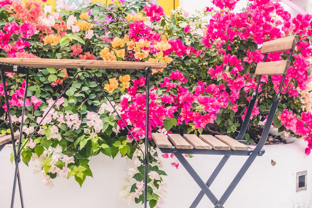 Bunte Bougainvillea-Blüten in Rosa, Pink und Orange neben einem Gartentisch.