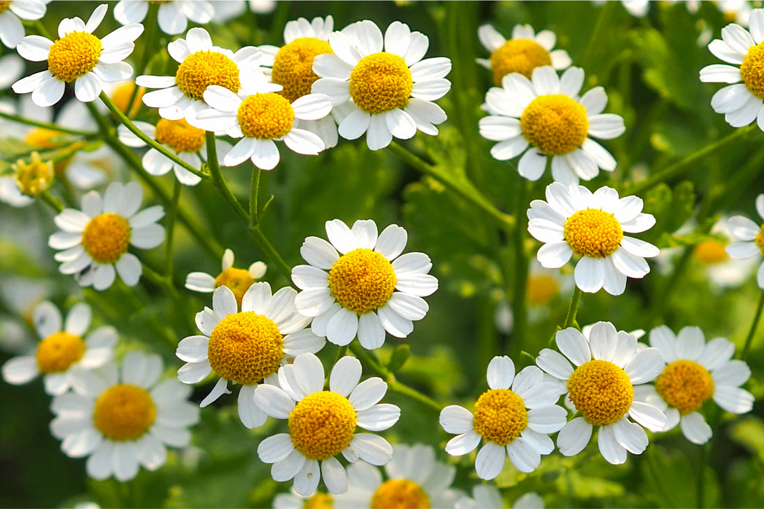Einfach blühendes Mutterkraut (Chrysanthemum parthenium) mit zarten weißen Blüten und goldgelber Mitte – natürliche Sommerblume und Bienenmagnet.