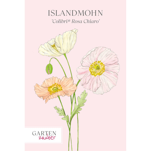 Islandmohn · 'Colibri® Rosa Chiaro' · Papaver nudicaule · Saatgut von Gartenzauber