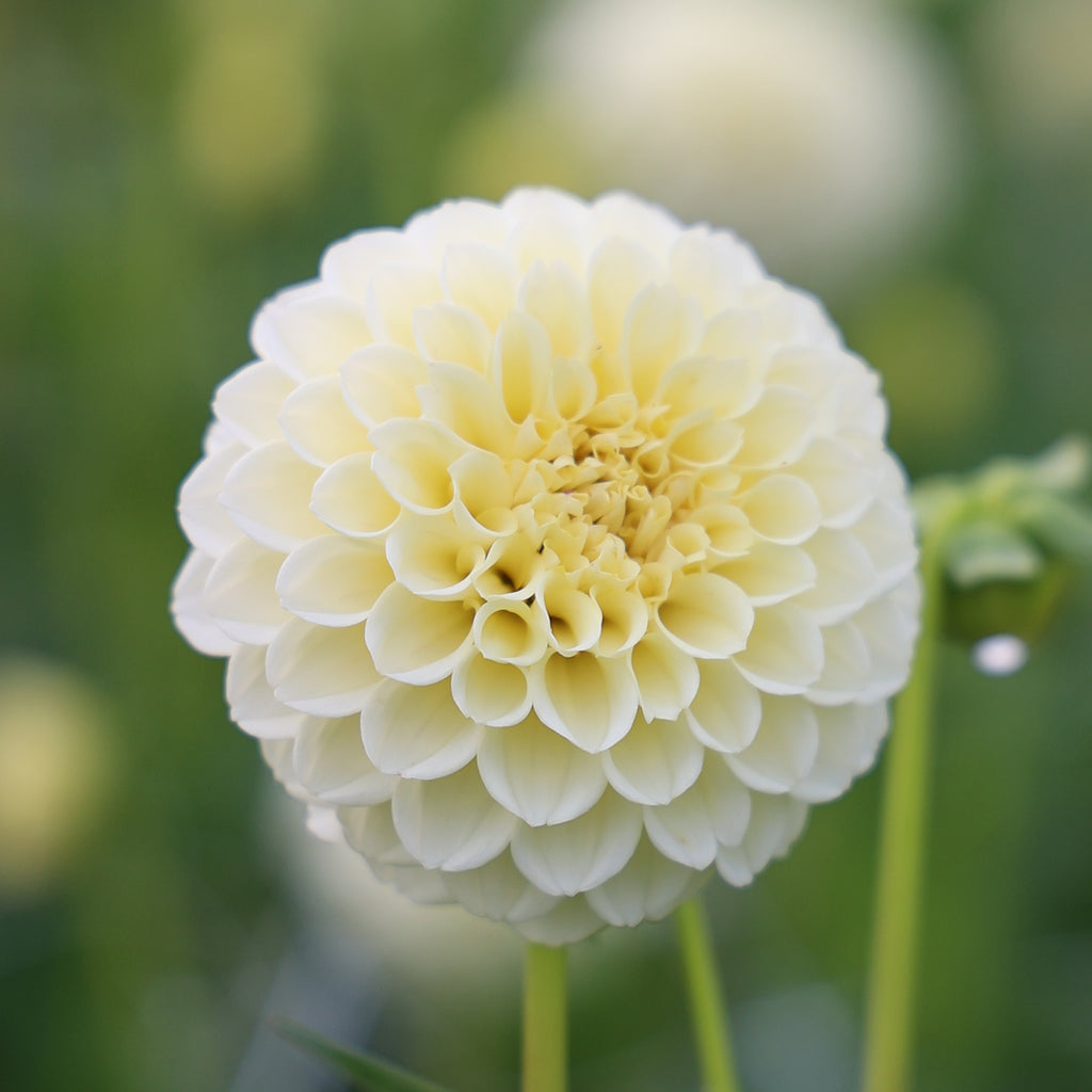 Dahlia Creamy
