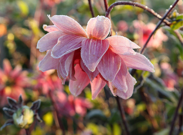 Rosafarbene Dahlienblüte mit Raureif im Morgenlicht, Nahaufnahme.