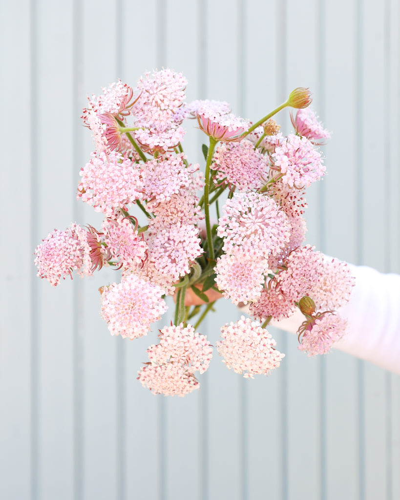 Strauß der Spitzenblume Madonna Pink in die Kamera gehalten.