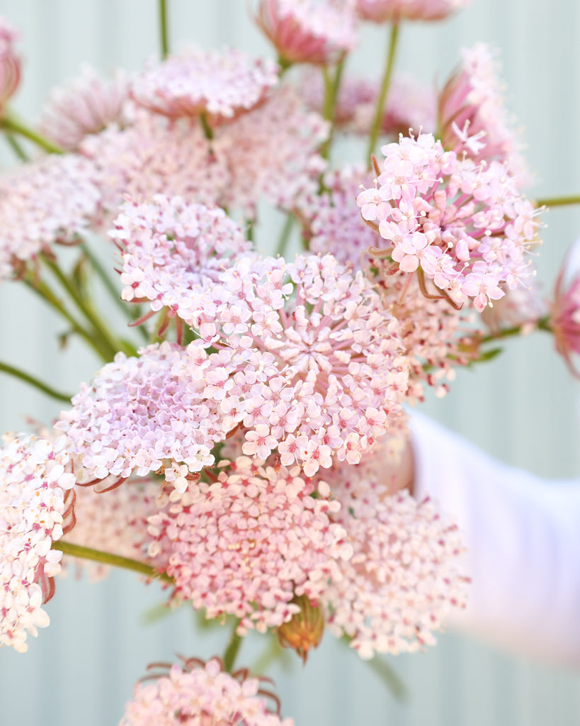 Strauß der Spitzenblume Madonna Pink in die Kamera gehalten. Nahaufnahme