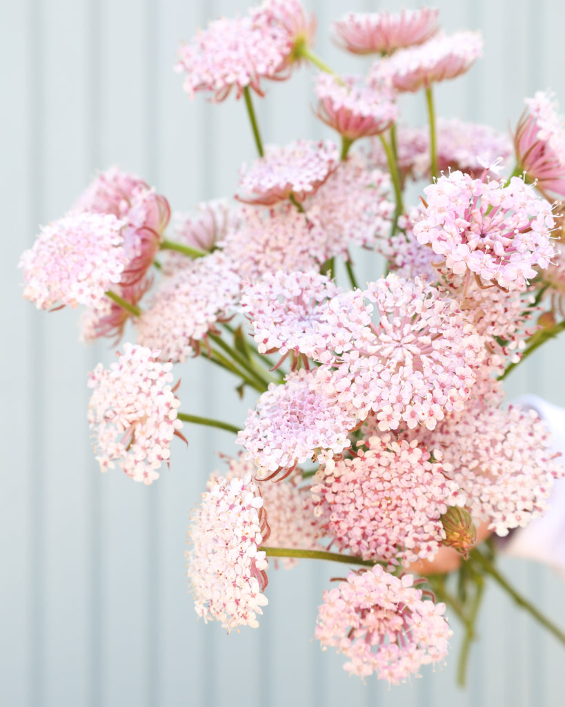 Feine, rosafarbene Blüten der Spitzenblume ‚Madonna Pink‘ mit luftiger, eleganter Wirkung.