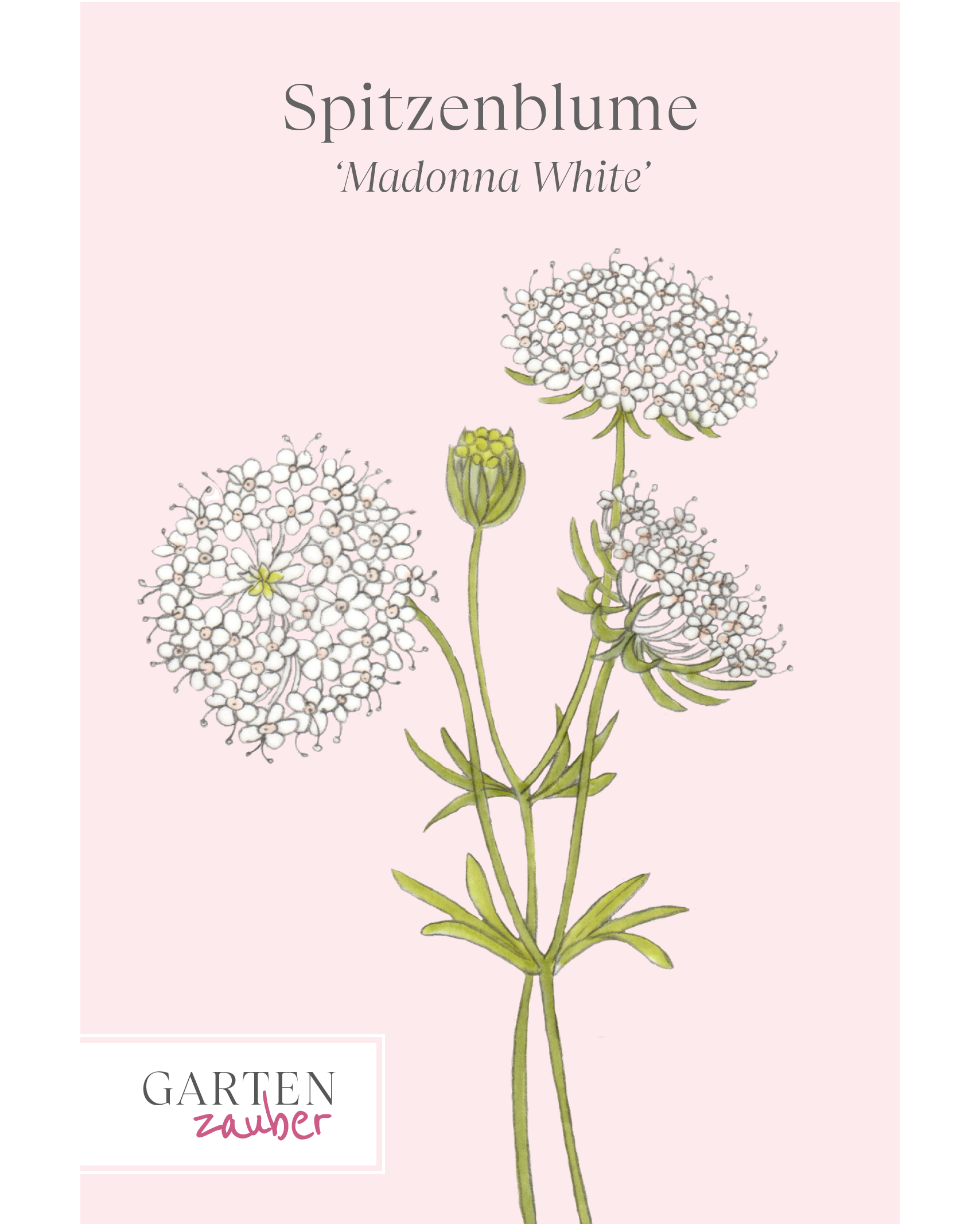 Vorderansicht Saatguttüte Spitzenblume Madonna White