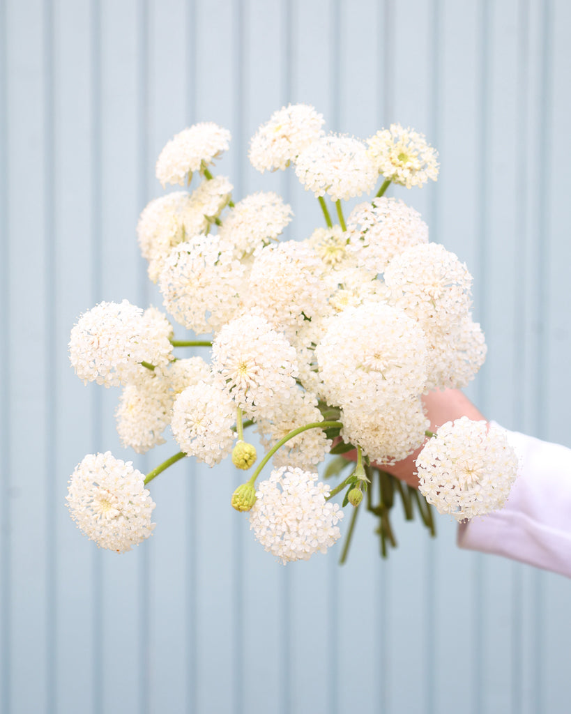 Strauß der Spitzenblume Madonna White in die Kamera gehalten.