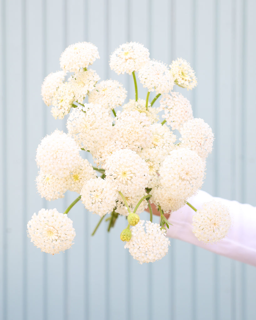 Strauß der Spitzenblume Madonna White in die Kamera gehalten.
